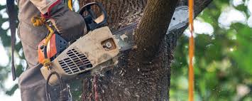 Best Tree Trimming and Pruning  in Safety Harbor, FL