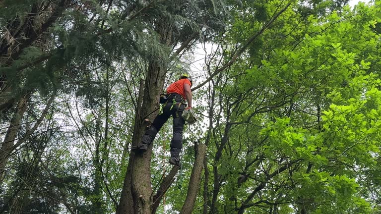 Best Lawn Mowing  in Safety Harbor, FL