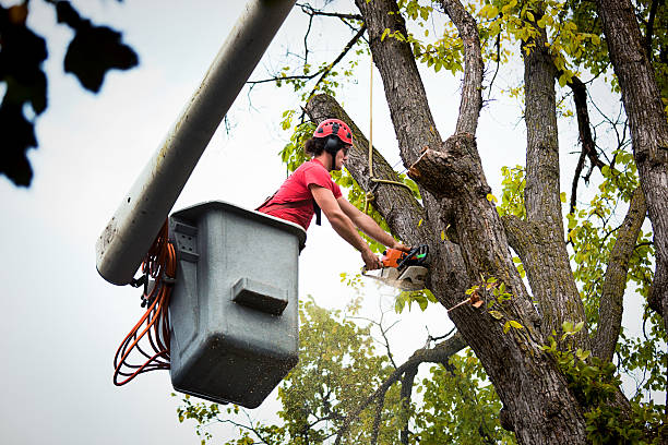 Best Tree and Shrub Care  in Safety Harbor, FL